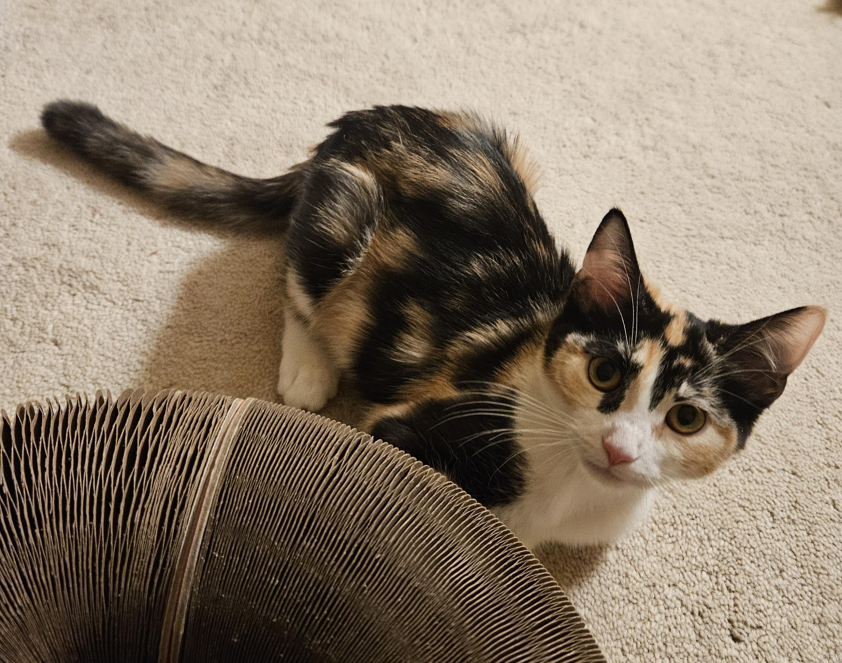 Shelby, an adopted Calico in Frederick, MD image 3/5