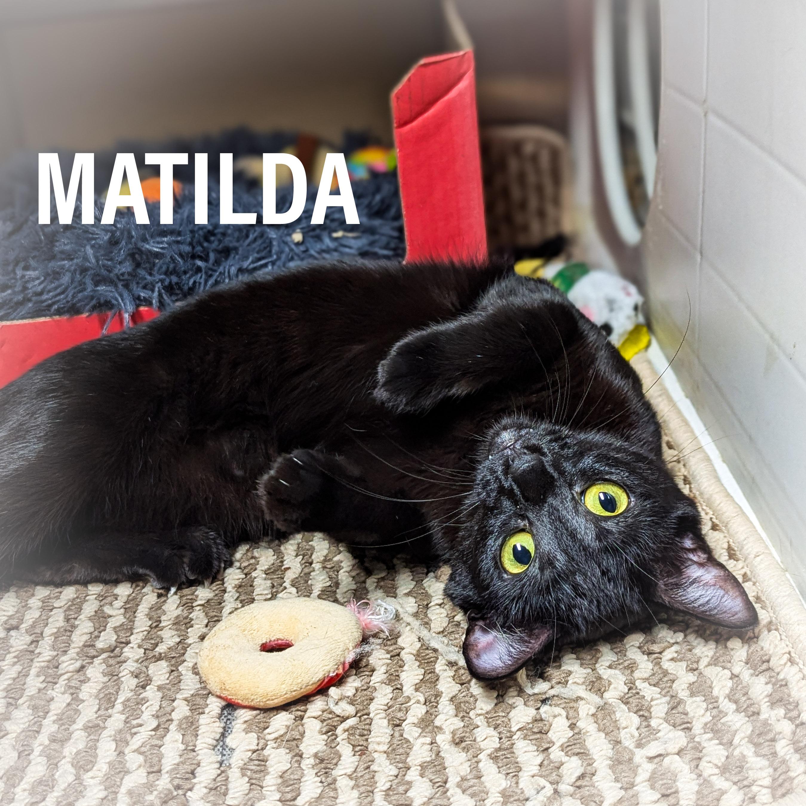 MATILDA, a Adoptable Domestic Short Hair in Griffith, IN image 1/6