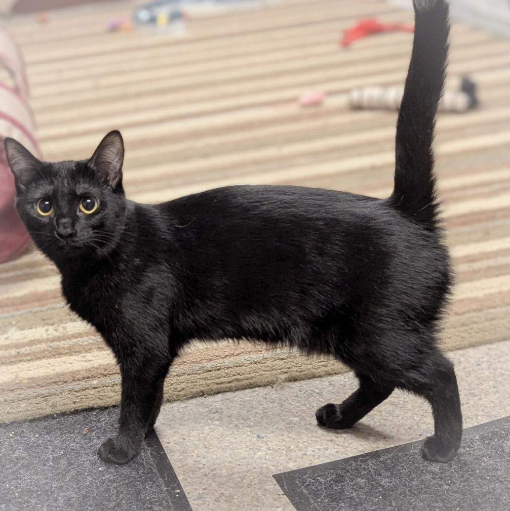 MATILDA, a Adoptable Domestic Short Hair in Griffith, IN image 6/6