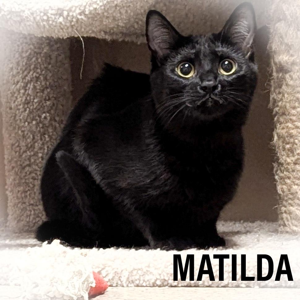 MATILDA, a Adoptable Domestic Short Hair in Griffith, IN image 4/6