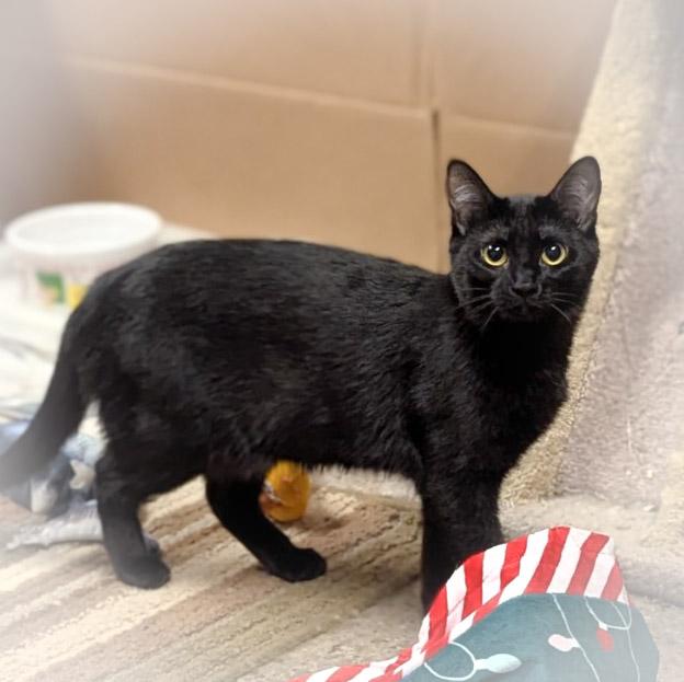 MATILDA, a Adoptable Domestic Short Hair in Griffith, IN image 3/6