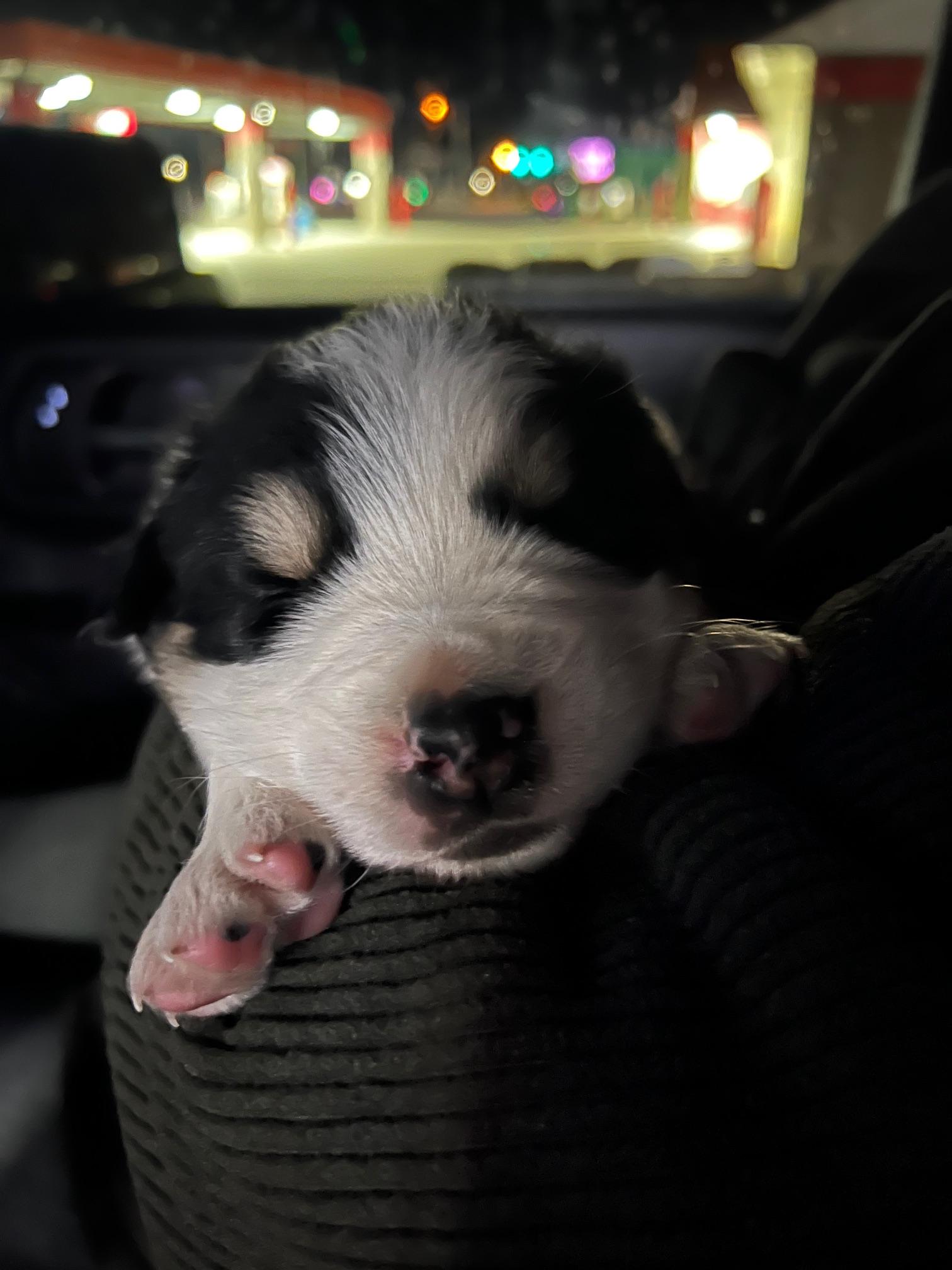 Enlarge Spud, an adopted mixed breed in Zimmerman, MN image 1/1