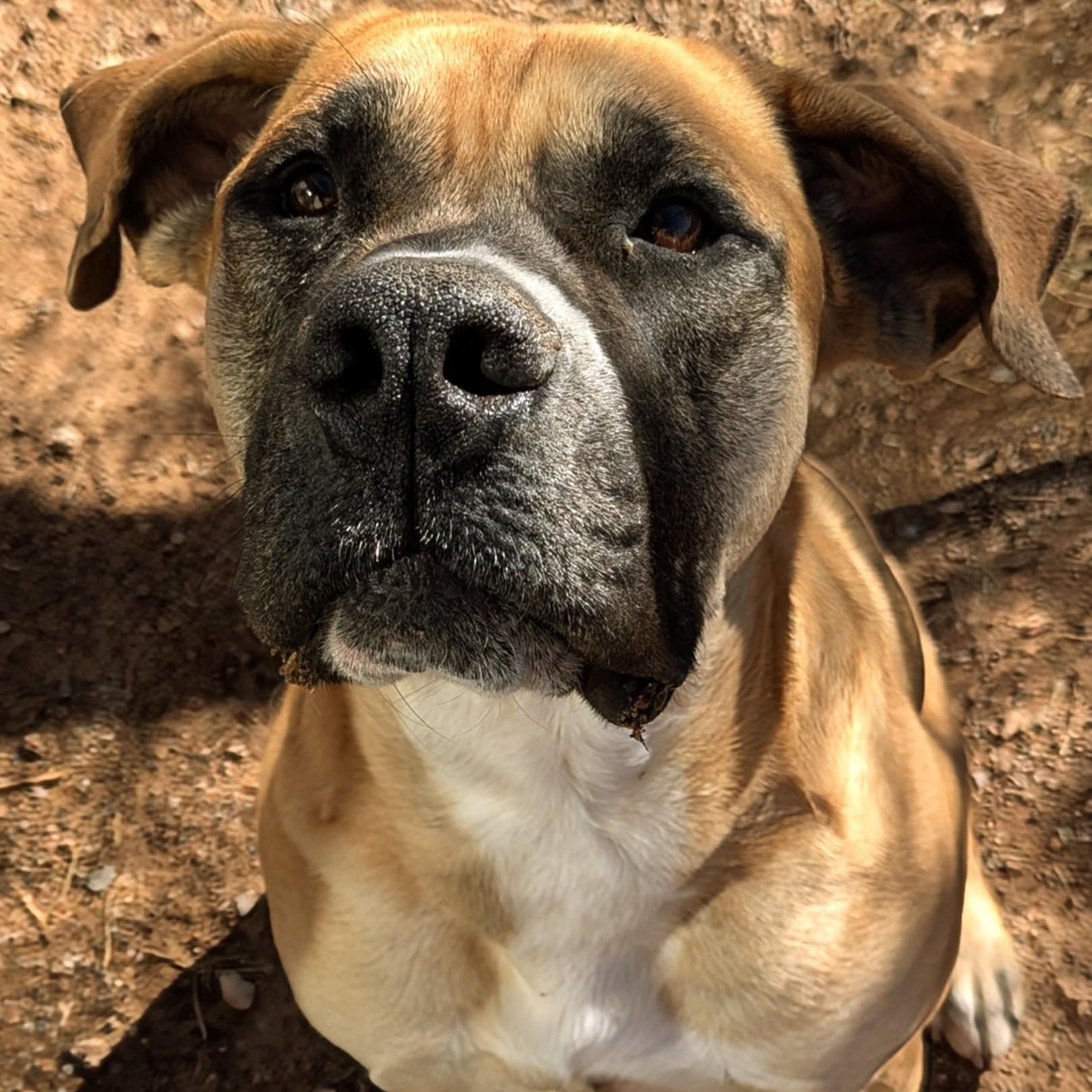 Eclipse, a Adoptable mixed breed in Bisbee, AZ image 1/3