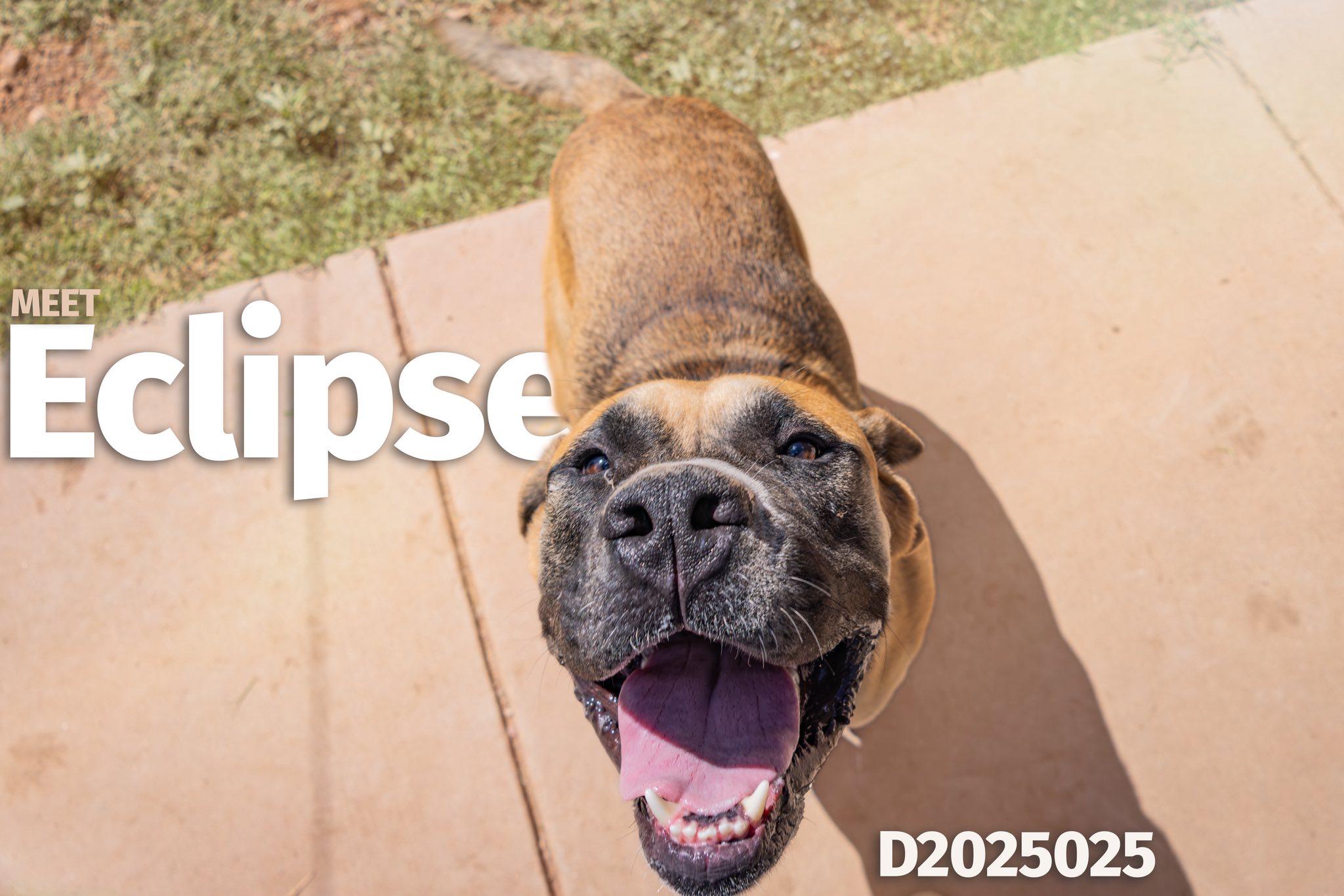 Eclipse, Adoptable, Young Male Bullmastiff.