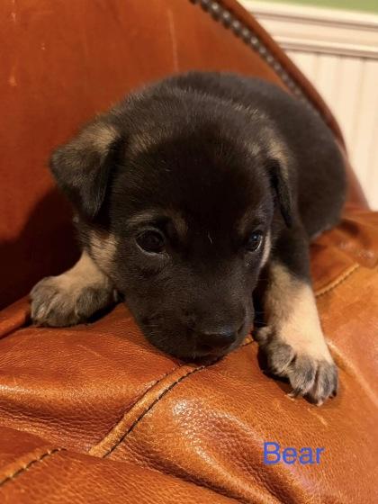 Little Bear, Adoptable, Puppy Male Bernese Mountain Dog & Golden Retriever.