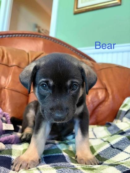 Enlarge Little Bear, a Adoptable mixed breed in Morton Grove, IL image 2/2
