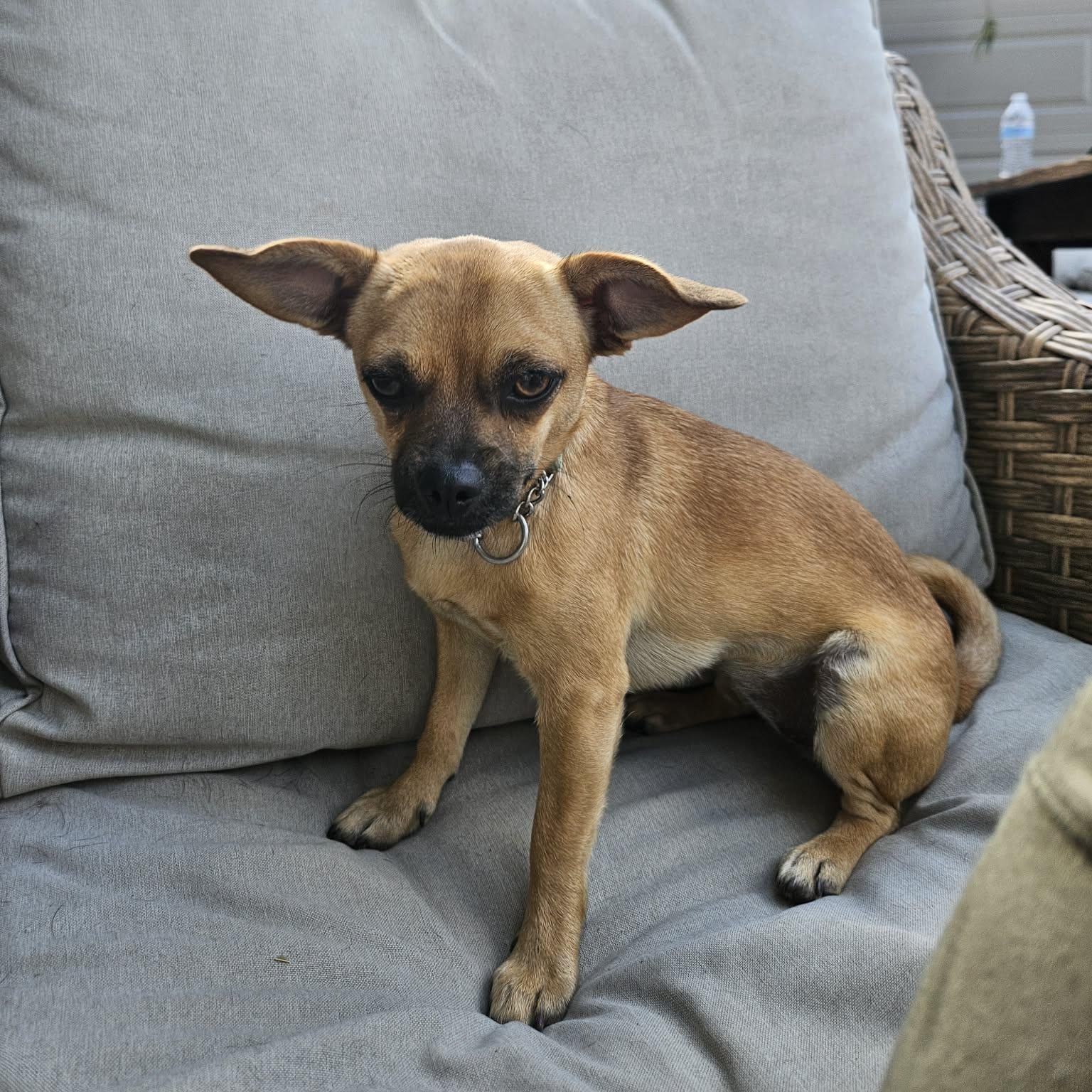 Enlarge Ava, an adopted mixed breed in Tampa, FL image 4/6