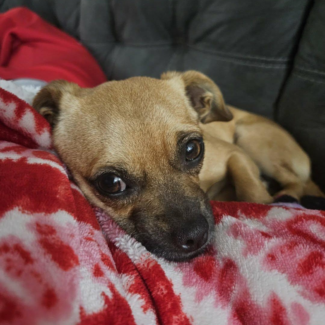 Ava, adopted, Young Female Chihuahua & Pug.