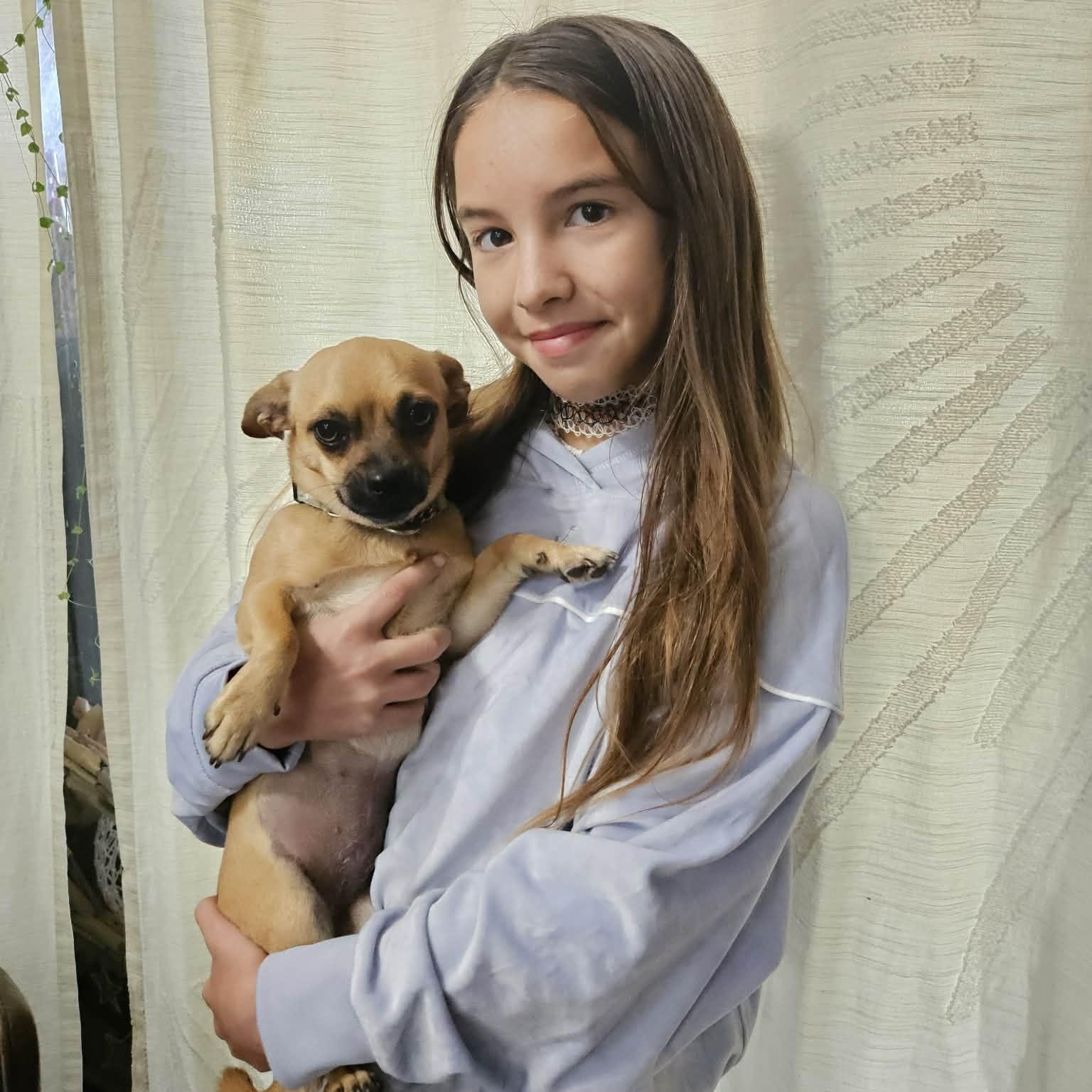 Enlarge Ava, an adopted mixed breed in Tampa, FL image 3/6