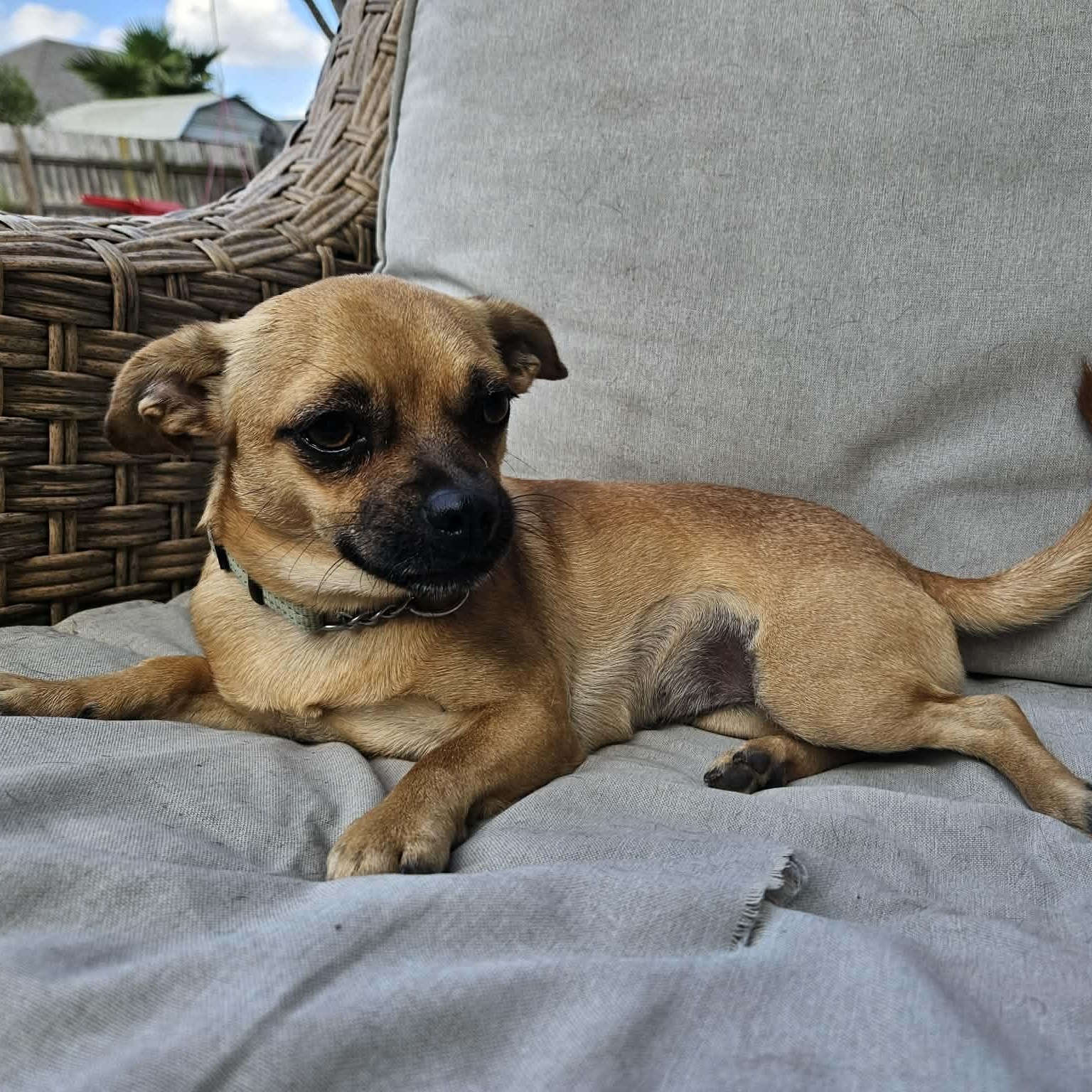 Enlarge Ava, an adopted mixed breed in Tampa, FL image 2/6