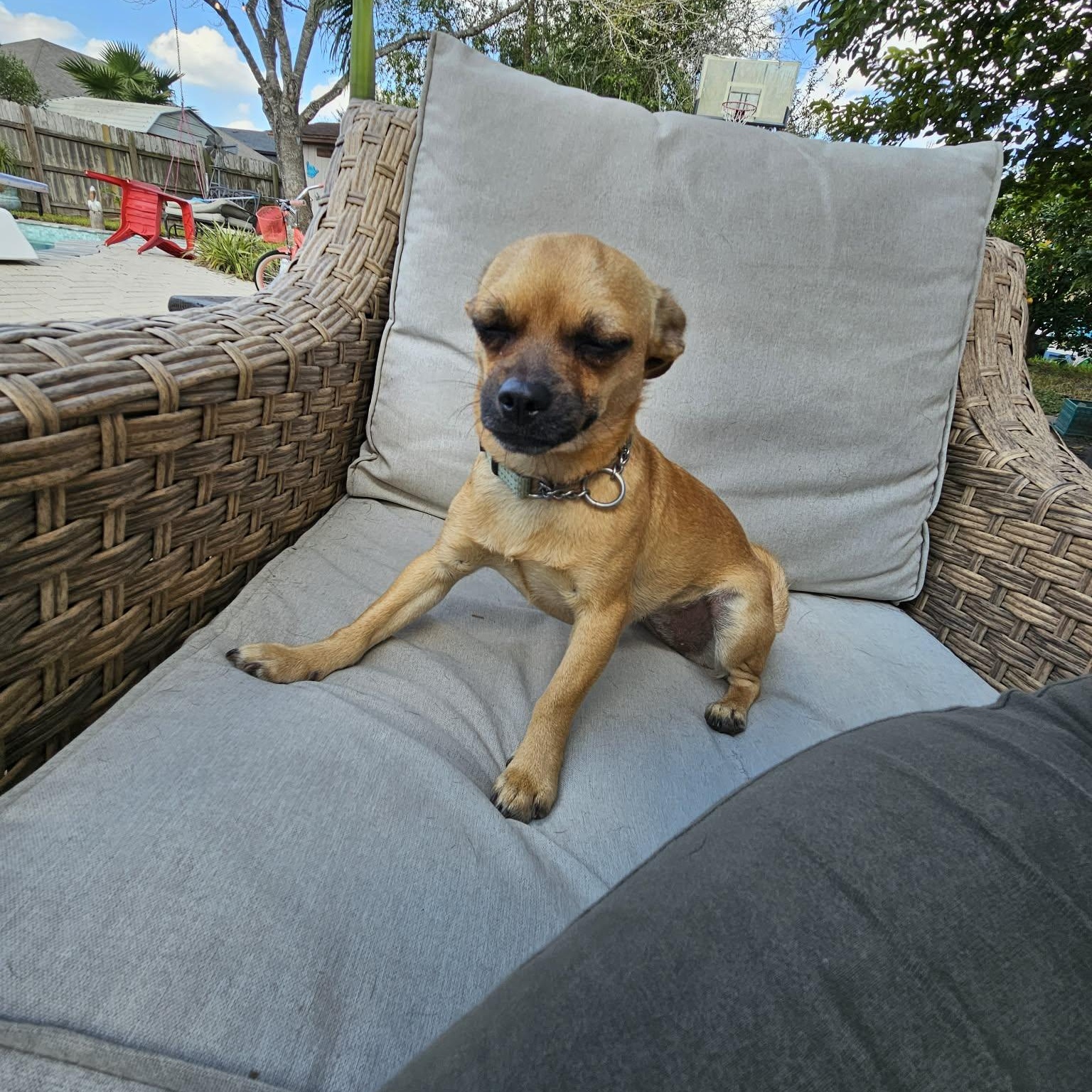 Enlarge Ava, an adopted mixed breed in Tampa, FL image 6/6