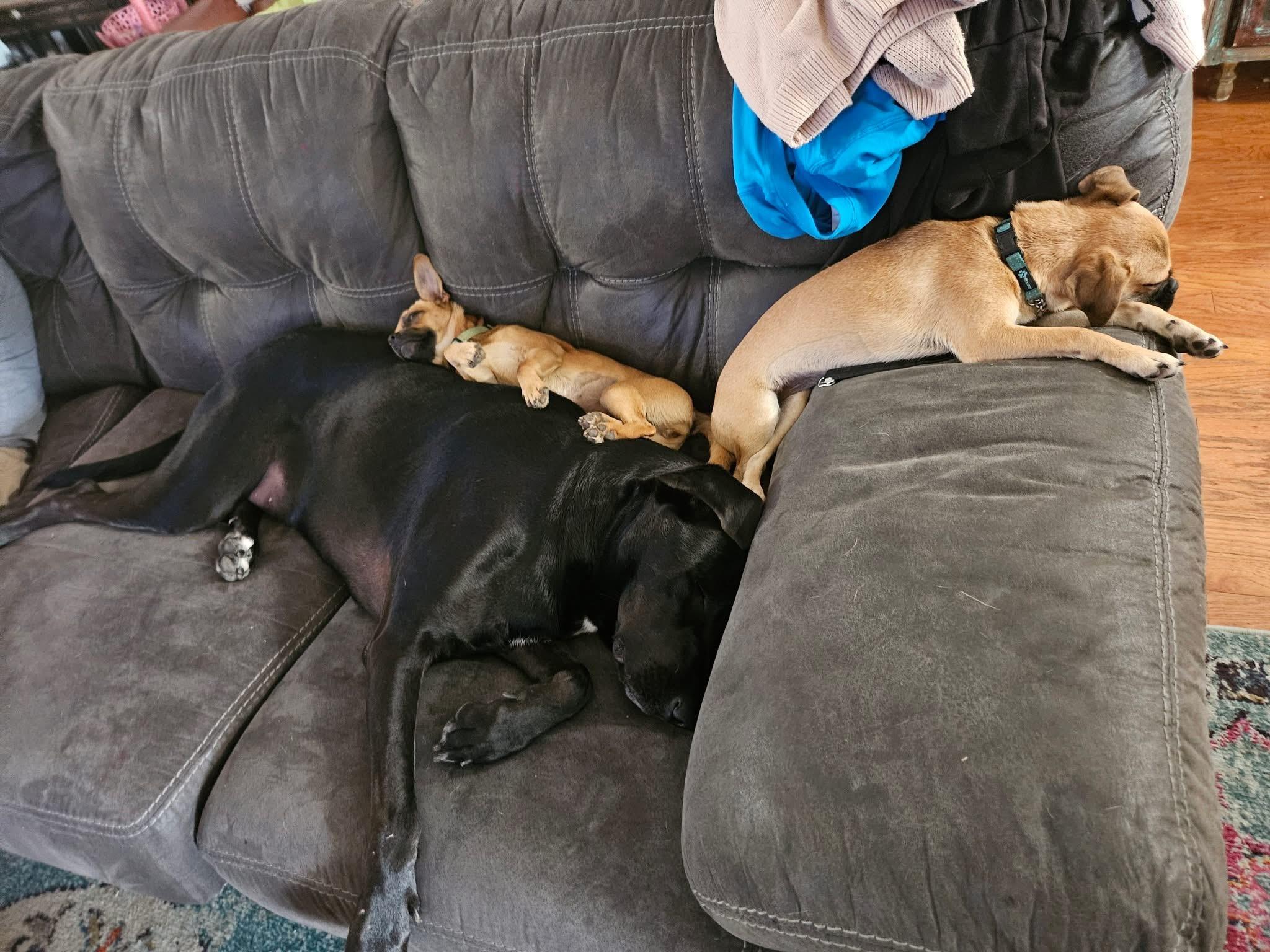 Enlarge Ava, an adopted mixed breed in Tampa, FL image 5/6