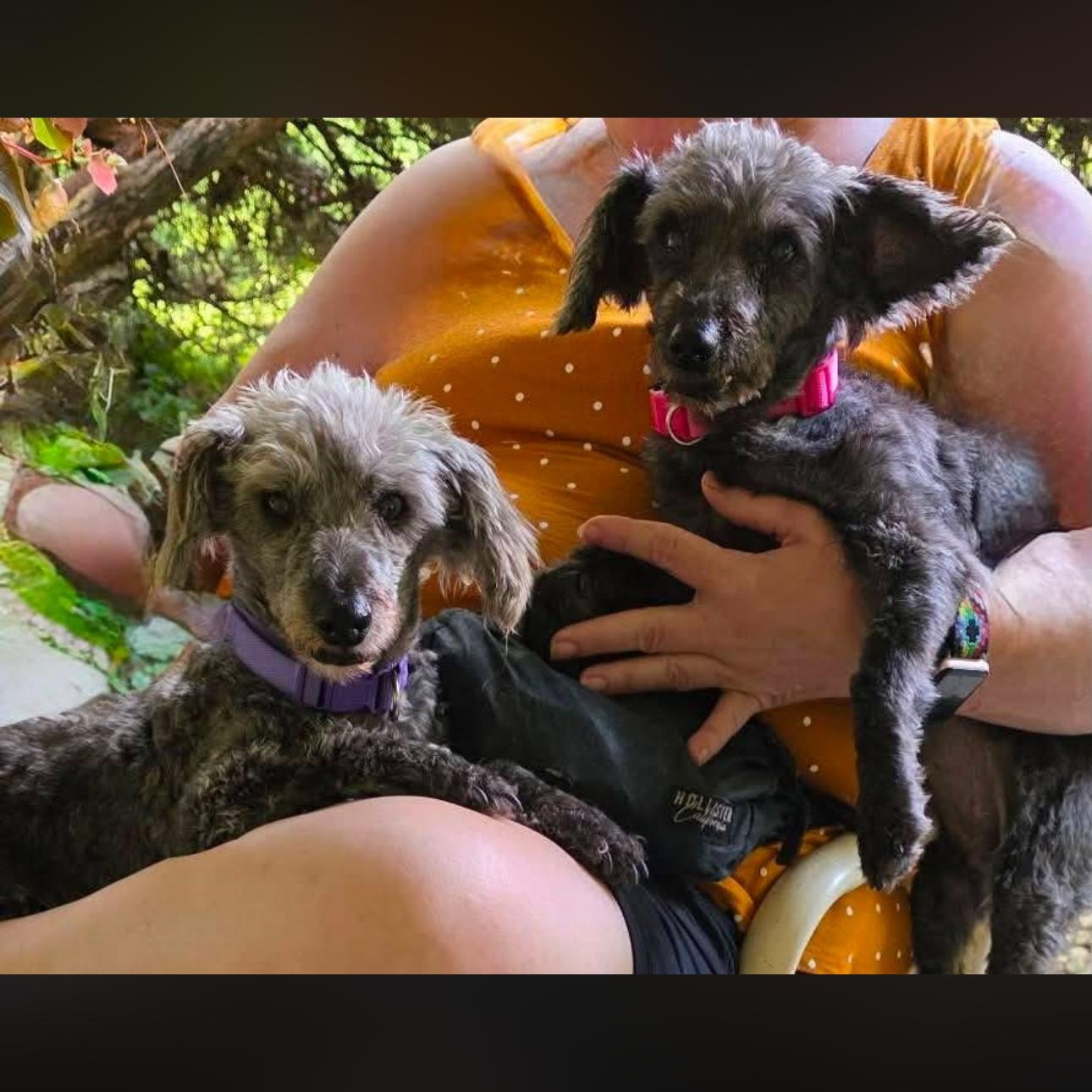 2159 Trixie and Heidi, ADOPTABLE, Senior Female Poodle & Bichon Frise.