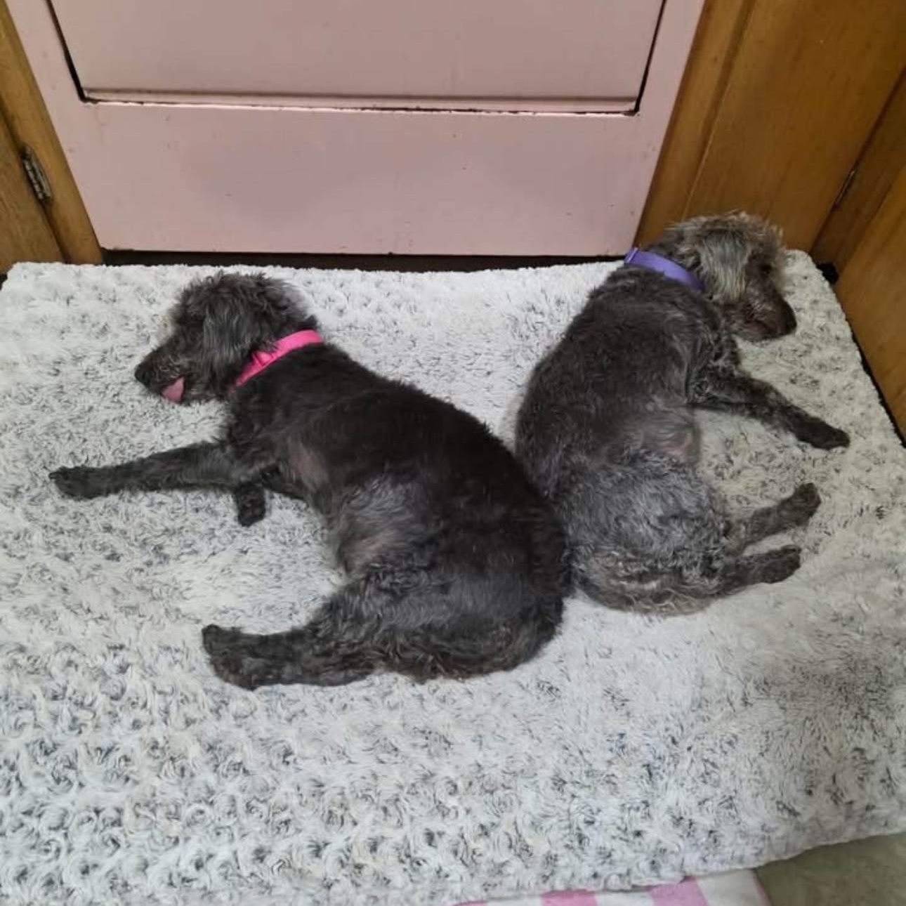 2159 Trixie and Heidi, a ADOPTABLE mixed breed in Springfield, MO image 4/4