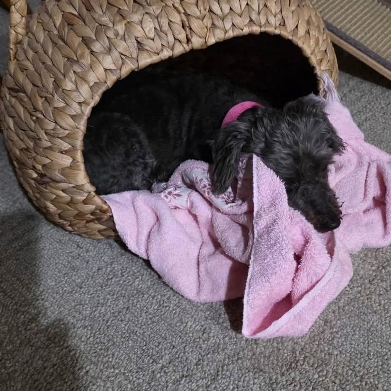 2159 Trixie and Heidi, a ADOPTABLE mixed breed in Springfield, MO image 3/4