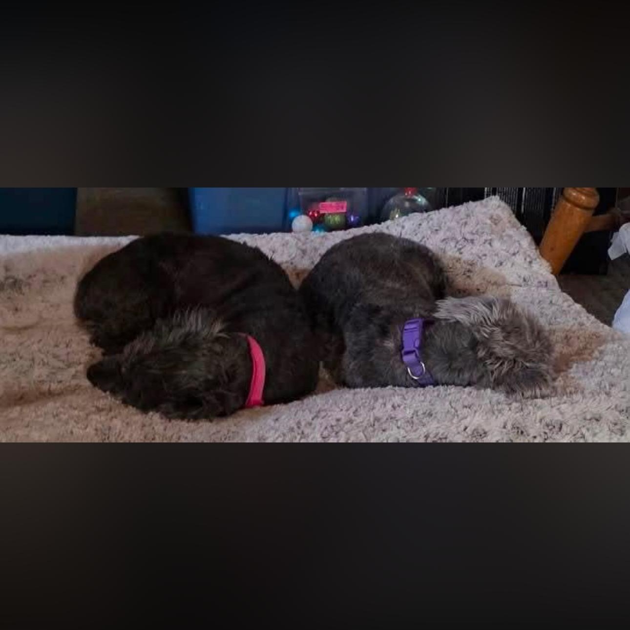 2159 Trixie and Heidi, a ADOPTABLE mixed breed in Springfield, MO image 2/4