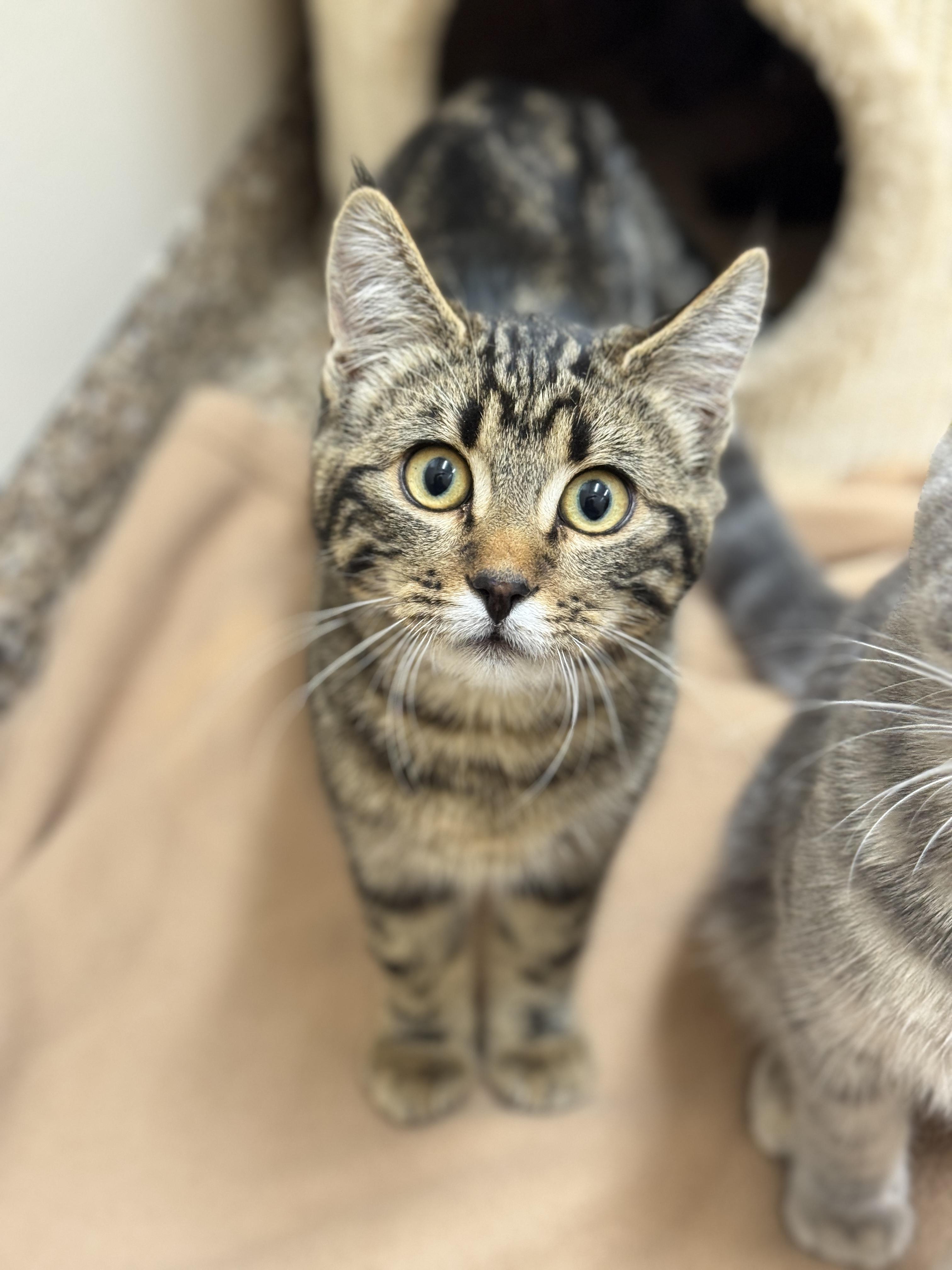 Huey, an adoptable Domestic Short Hair in Hackensack, MN, 56452 | Photo Image 1
