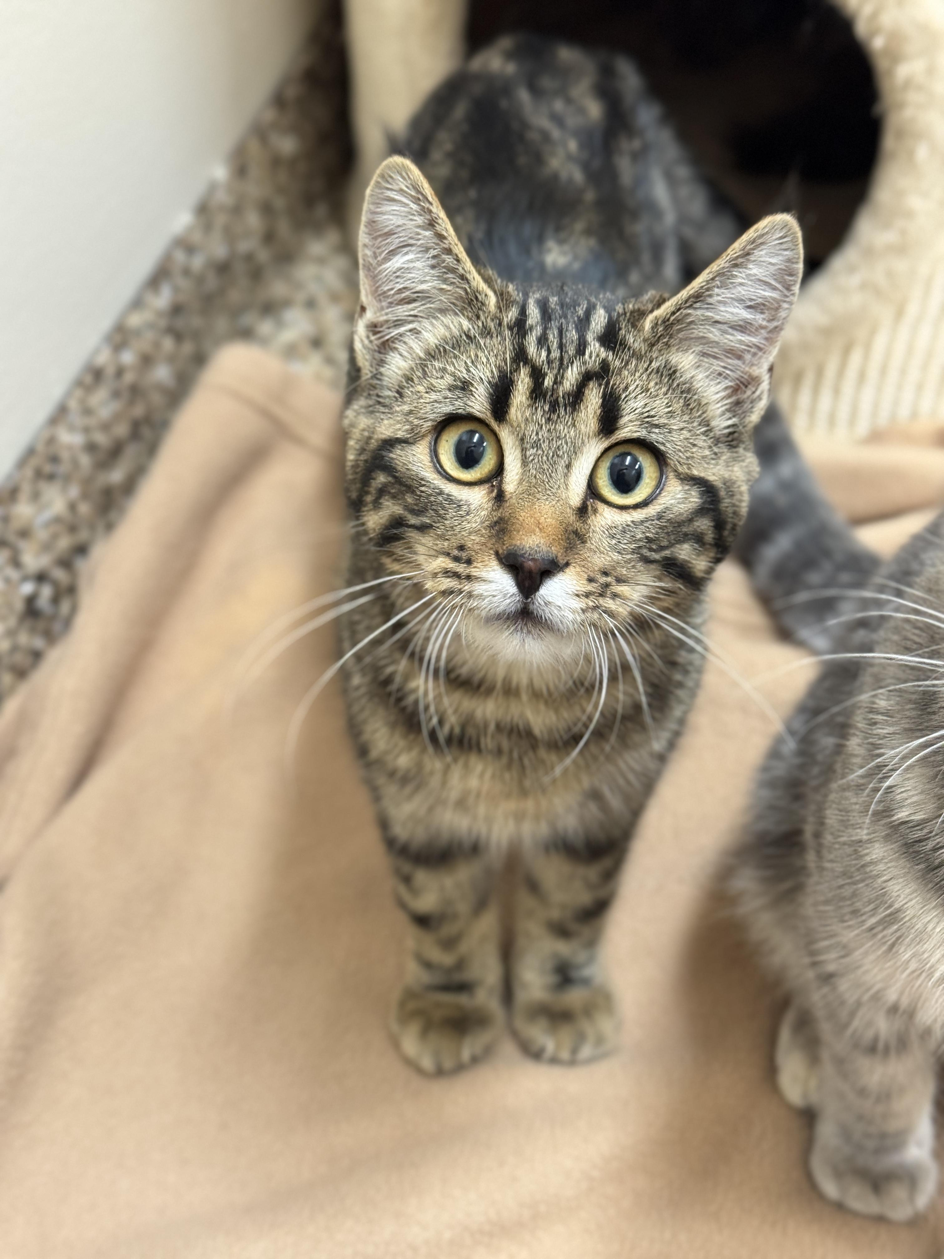Huey, an adoptable Domestic Short Hair in Hackensack, MN, 56452 | Photo Image 2