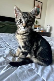 Hector, adopted, Kitten Male Tabby.