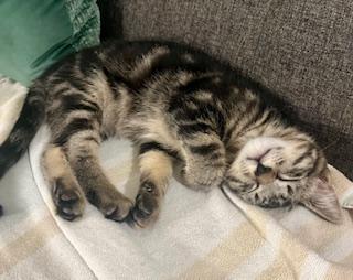 Enlarge Hector, an adopted Tabby in Pasco, WA image 3/3