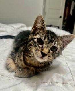 Enlarge Hector, an adopted Tabby in Pasco, WA image 2/3