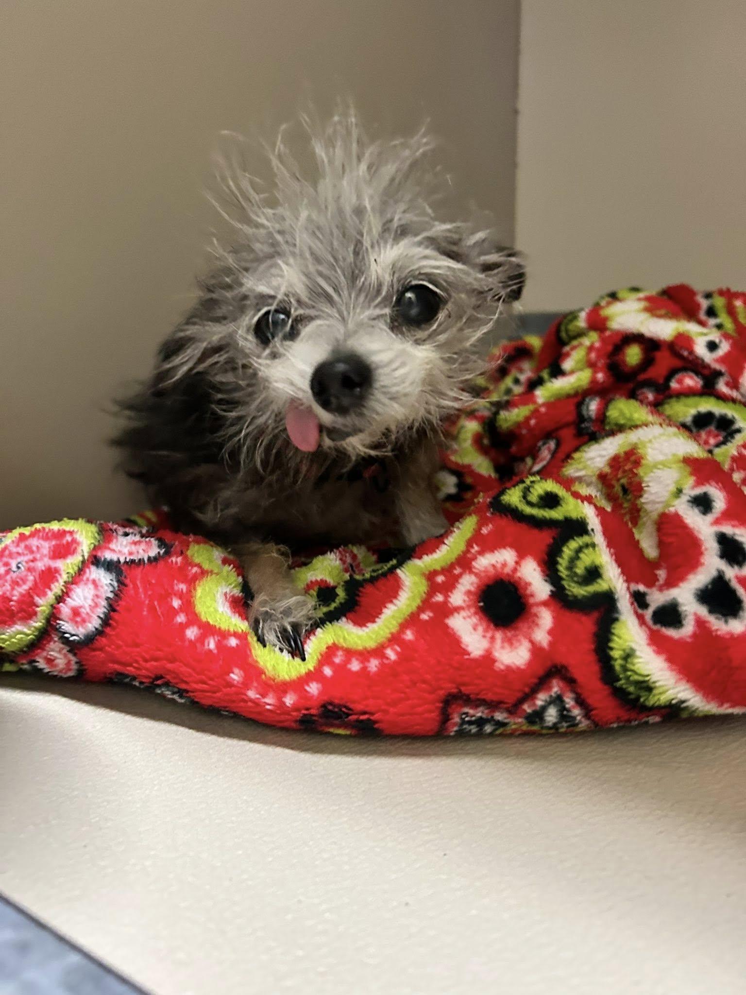 Heirloom, adopted, Senior Female Chihuahua & Maltese.