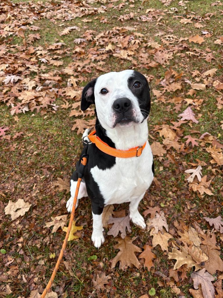 Roscoe, Adoptable, Adult Male Pit Bull Terrier.
