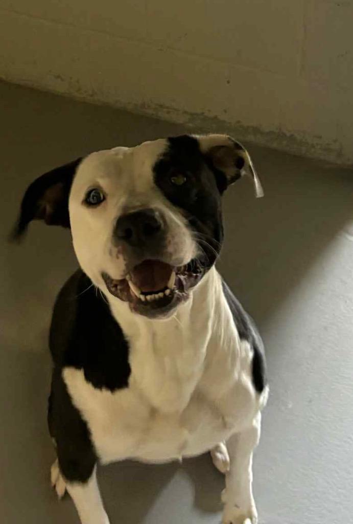 Roscoe, Adoptable, Adult Male Pit Bull Terrier.