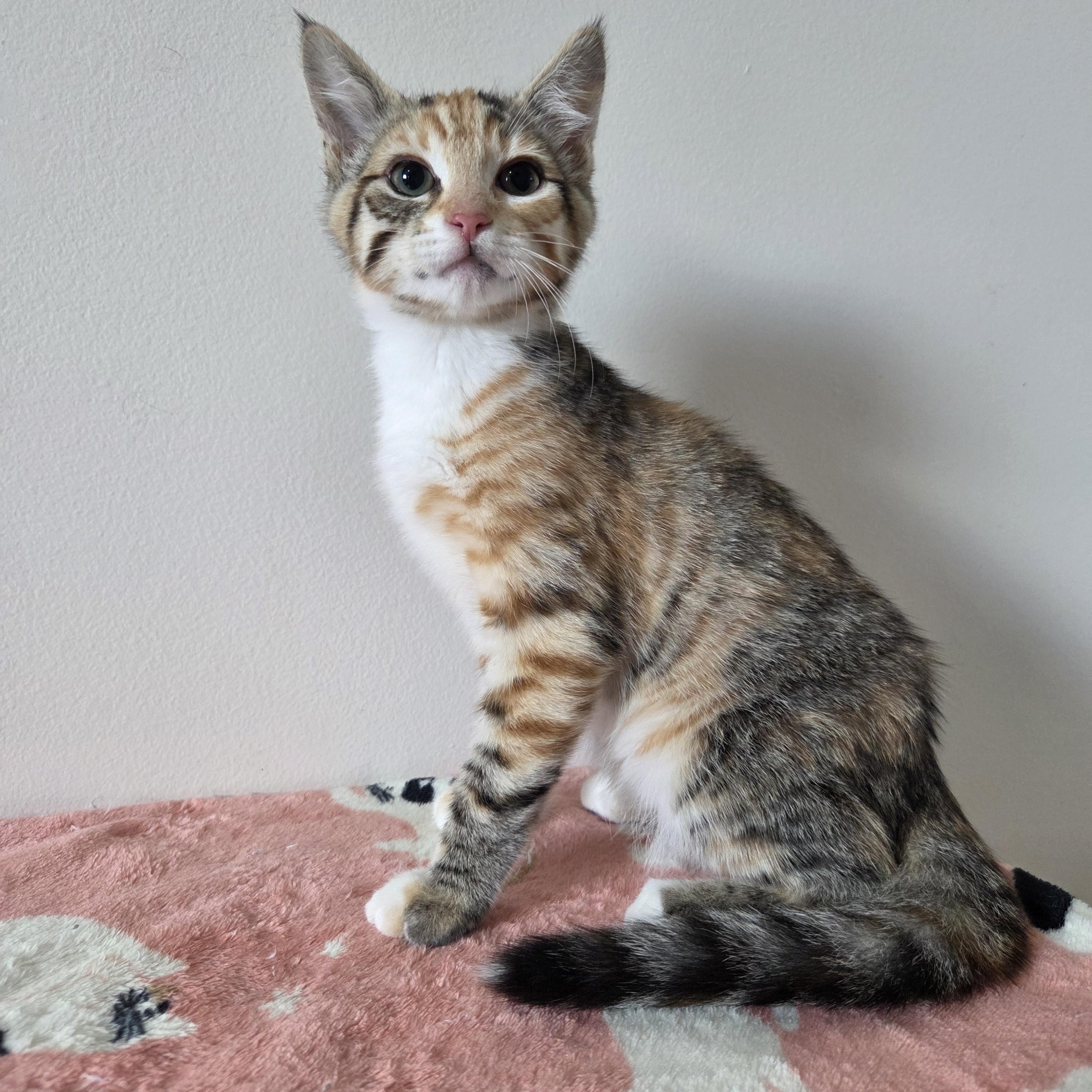 Mosaic - Preadoption ONLY, Adoptable, Young Female Domestic Short Hair.