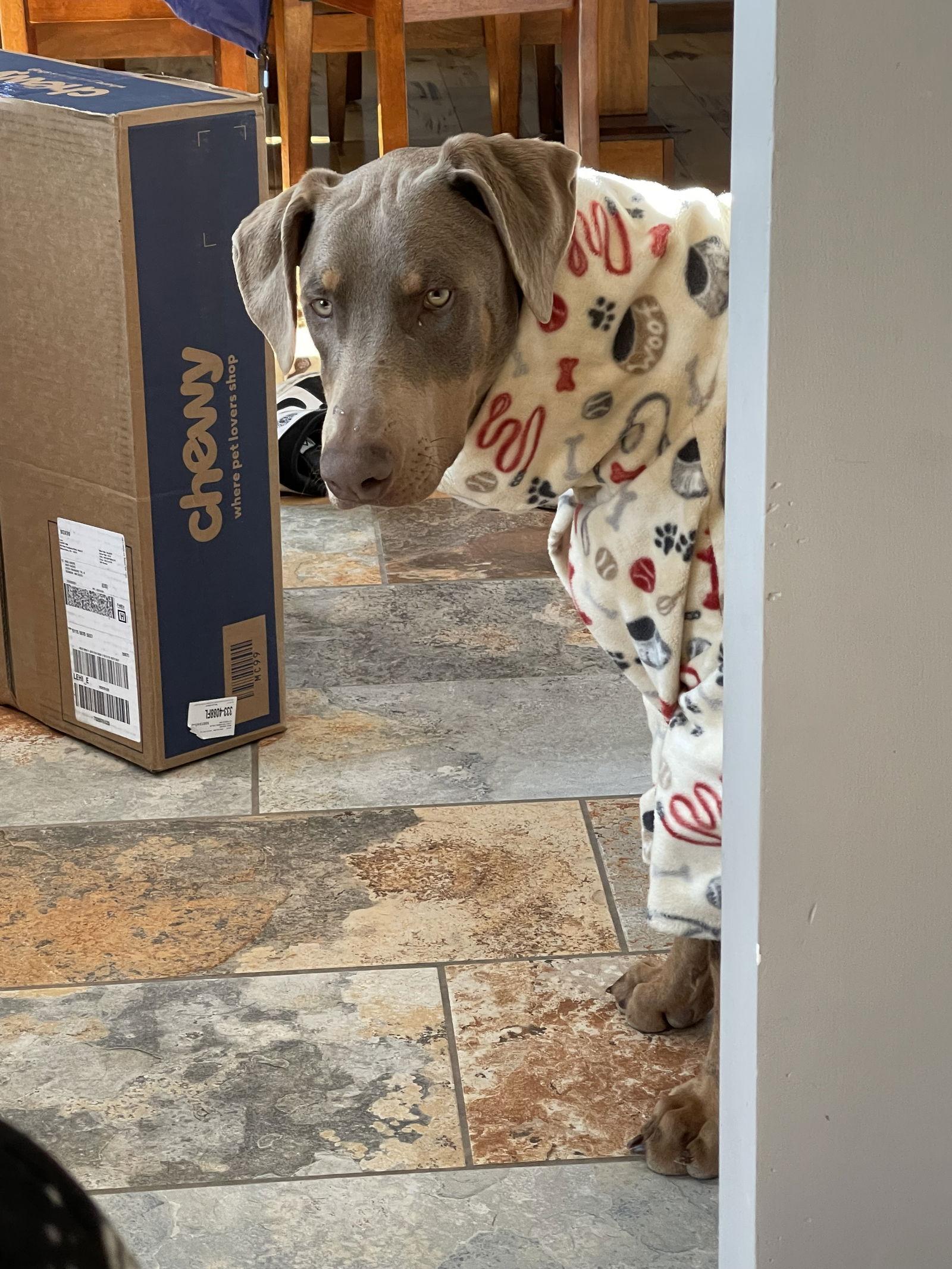 Titan Foster needed!!, a Adoptable Doberman Pinscher in Buffalo, MN image 1/3