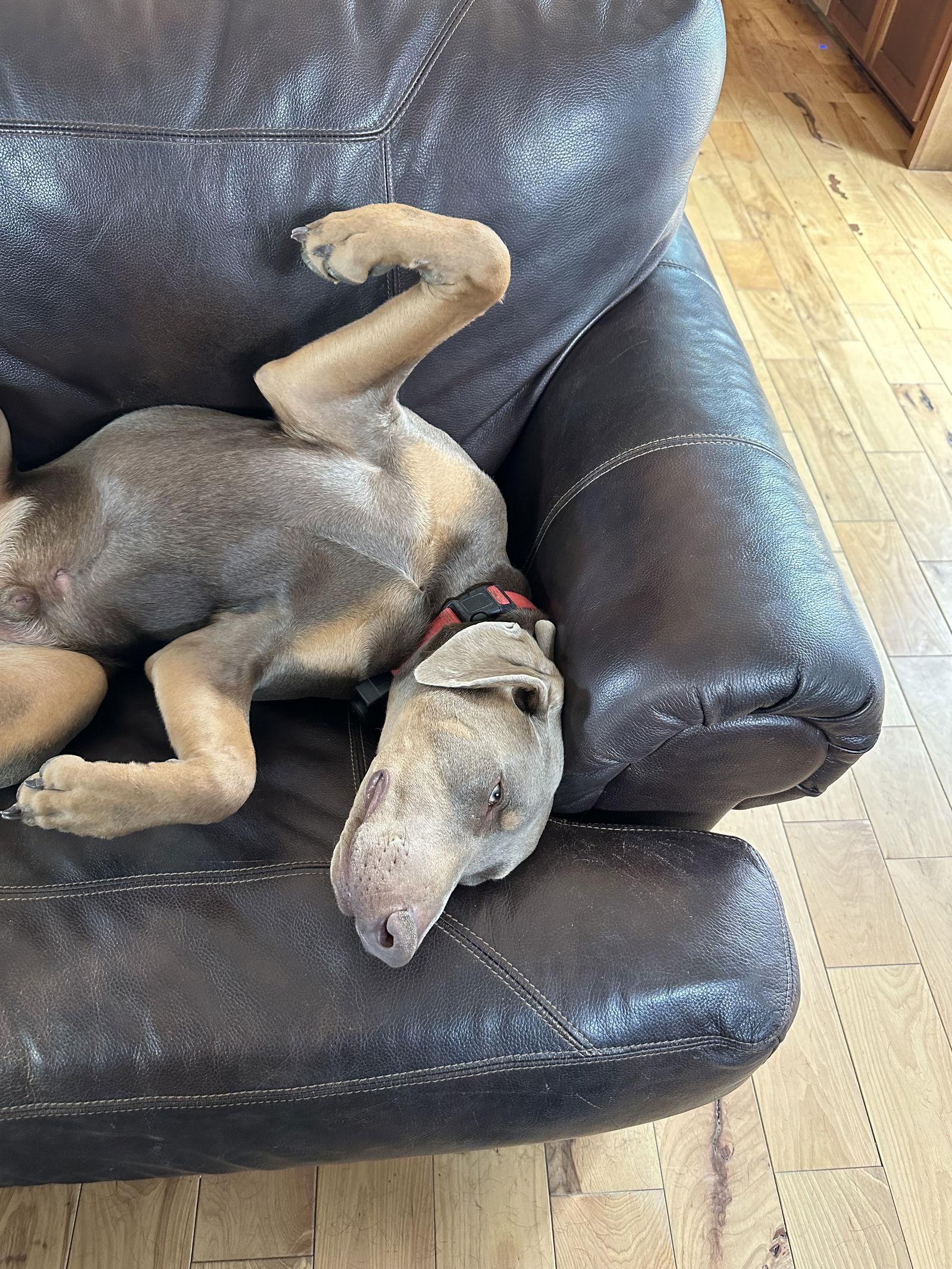 Titan Foster needed!!, a Adoptable Doberman Pinscher in Buffalo, MN image 2/3