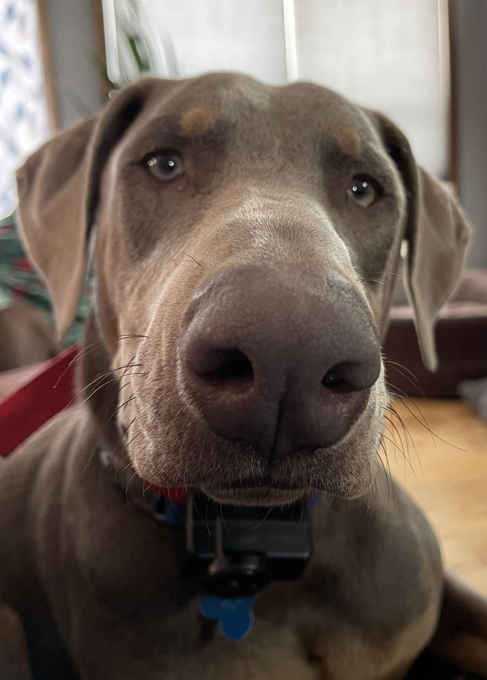 Titan Foster needed!!, a Adoptable Doberman Pinscher in Buffalo, MN image 3/3