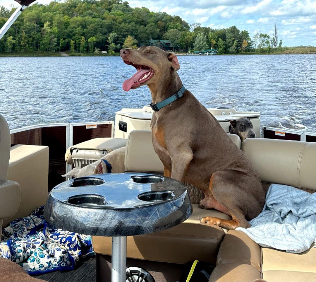 Enlarge Titan, a Adoptable Doberman Pinscher in Buffalo, MN image 2/2