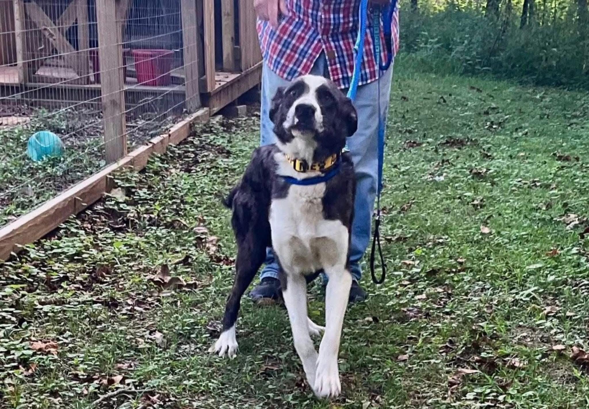 Enlarge Sprout , a ADOPTABLE mixed breed in Covington, TN image 2/5