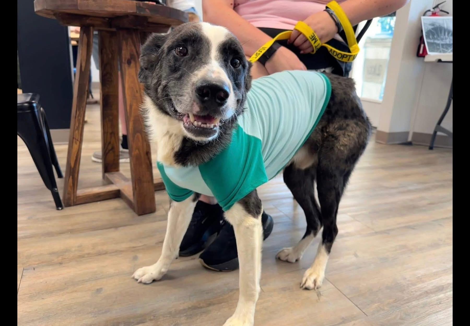 Enlarge Sprout , a ADOPTABLE mixed breed in Covington, TN image 3/5