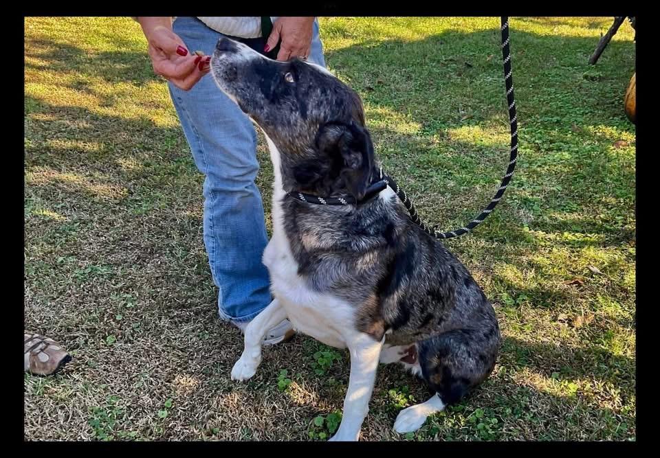 Enlarge Sprout , a ADOPTABLE mixed breed in Covington, TN image 4/5