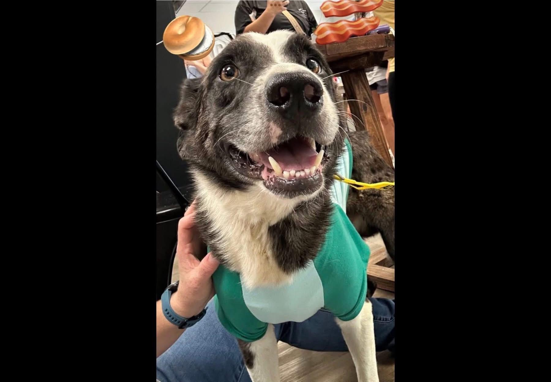 Enlarge Sprout , a ADOPTABLE mixed breed in Covington, TN image 5/5