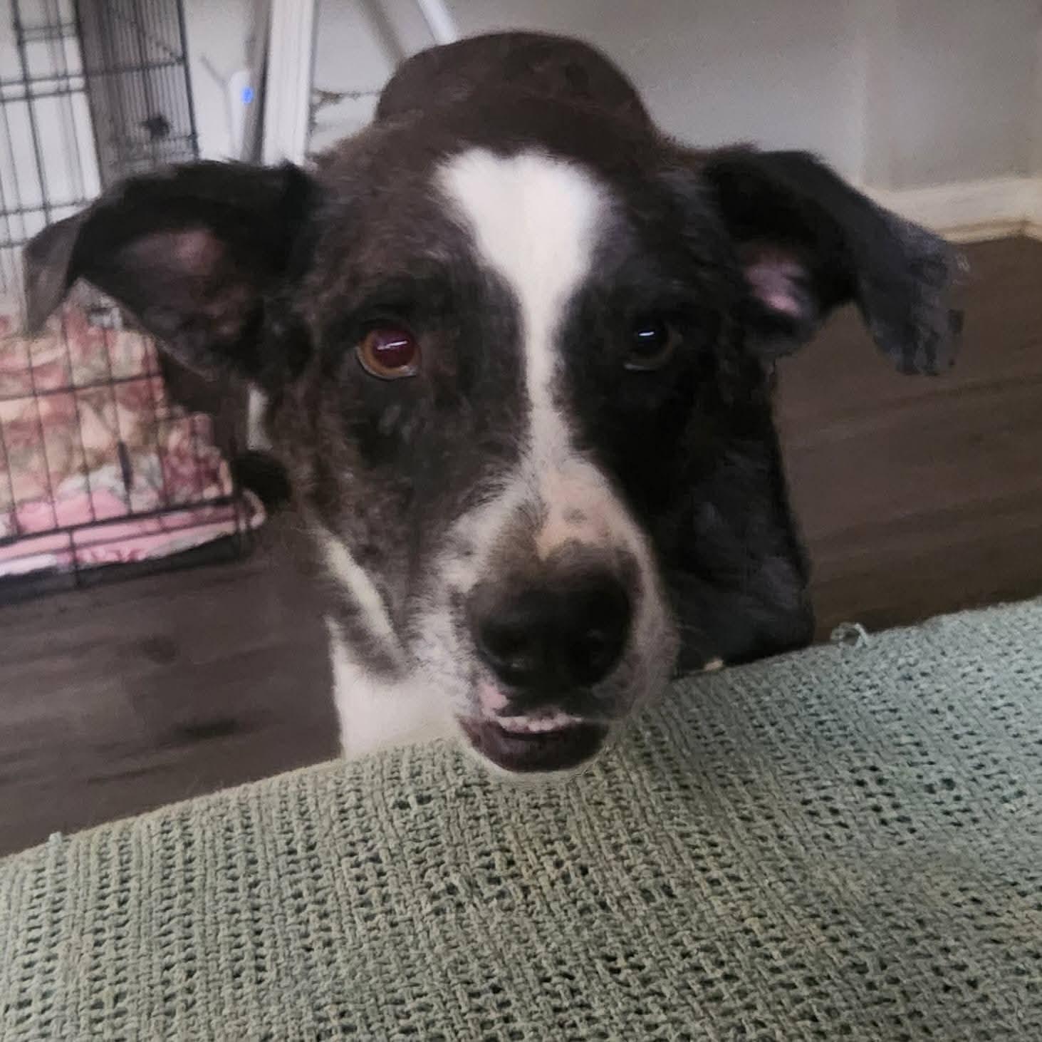 Enlarge Sprout , a ADOPTABLE mixed breed in Covington, TN image 1/4