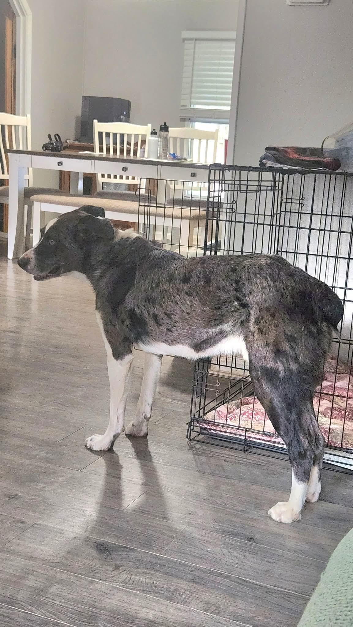 Enlarge Sprout , a ADOPTABLE mixed breed in Covington, TN image 3/4