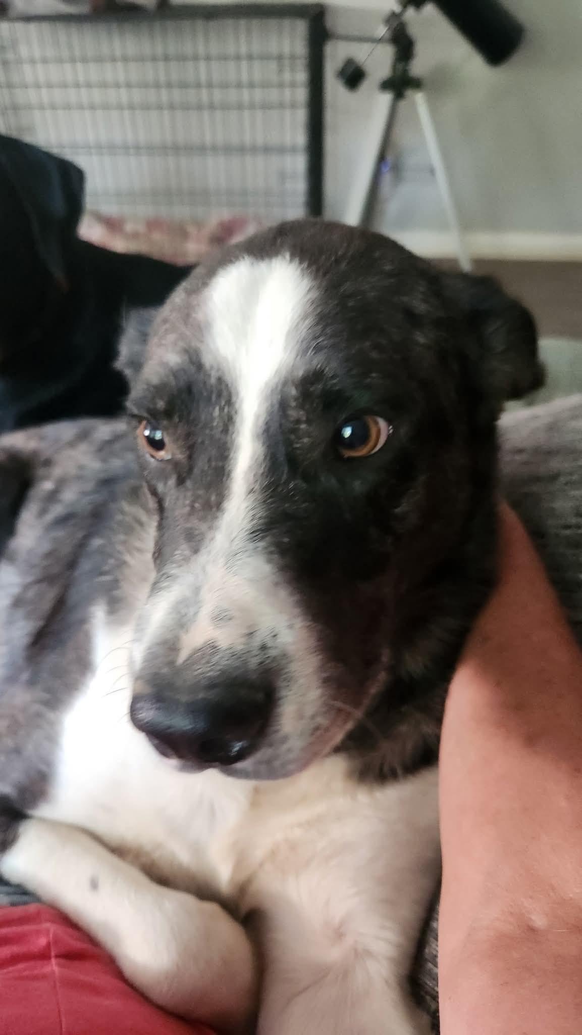 Enlarge Sprout , a ADOPTABLE mixed breed in Covington, TN image 2/4