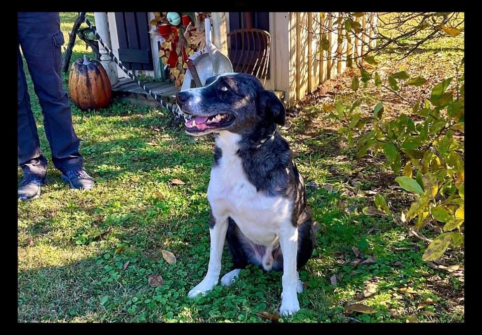Enlarge Sprout , a ADOPTABLE mixed breed in Covington, TN image 1/5