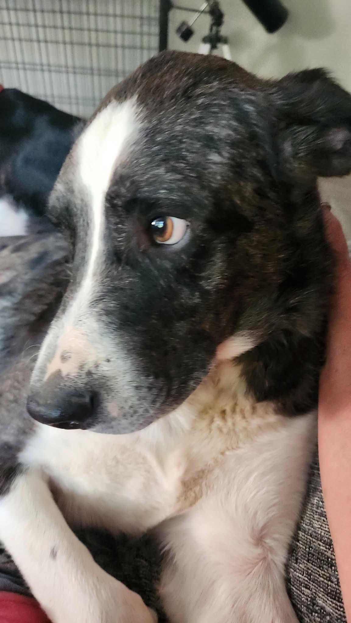 Enlarge Sprout , a ADOPTABLE mixed breed in Covington, TN image 4/4