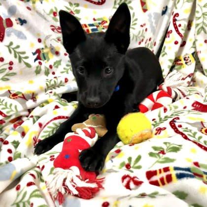 Enlarge Triscuit, an adopted Mixed Breed in Janesville, WI image 3/3