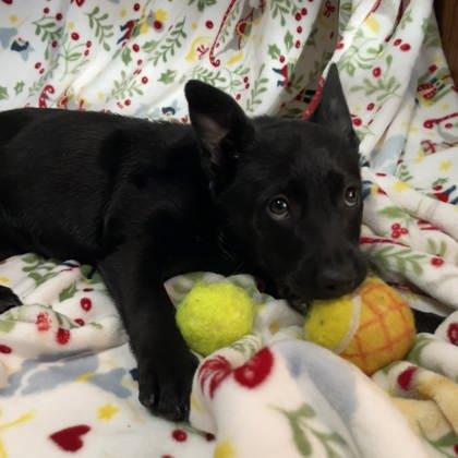 Enlarge Triscuit, an adopted Mixed Breed in Janesville, WI image 2/3