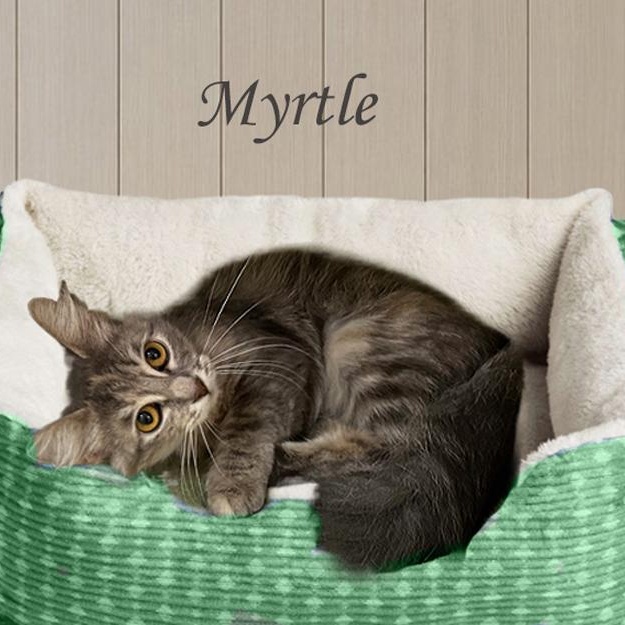 Enlarge Myrtle 0725 AVO, an adopted Domestic Short Hair in Farmington Hills, MI image 2/2