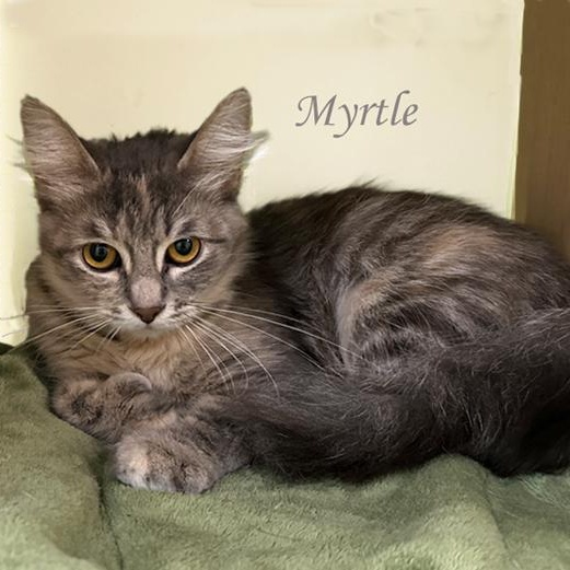 Enlarge Myrtle 0725 AVO, an adopted Domestic Short Hair in Farmington Hills, MI image 1/2