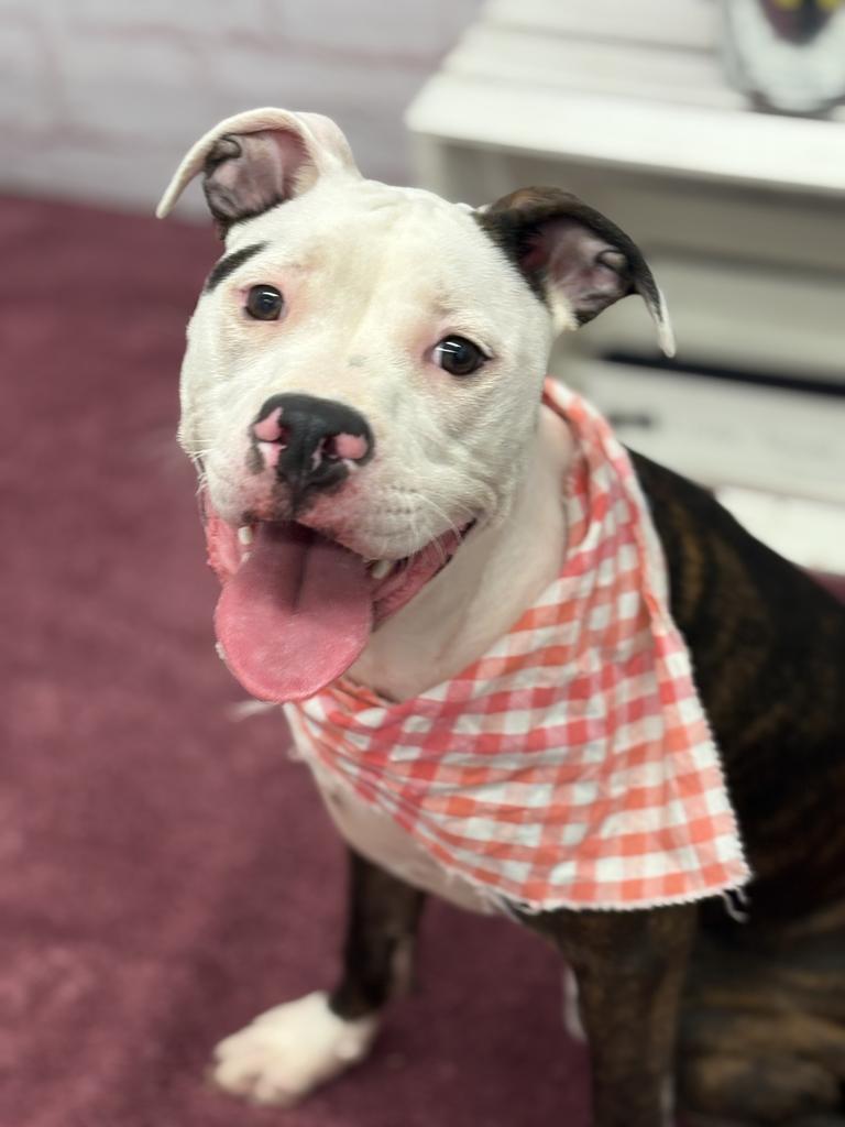 Enlarge Basan, a Adoptable mixed breed in Detroit, MI image 1/6