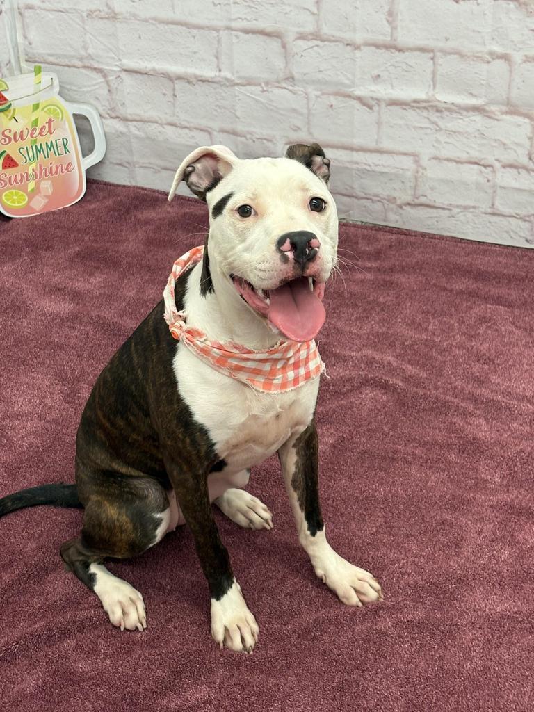Enlarge Basan, a Adoptable mixed breed in Detroit, MI image 2/6