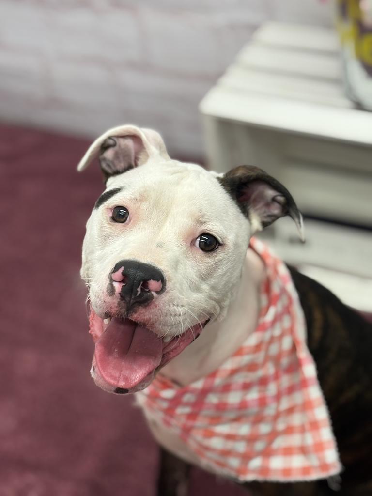 Enlarge Basan, a Adoptable mixed breed in Detroit, MI image 3/6
