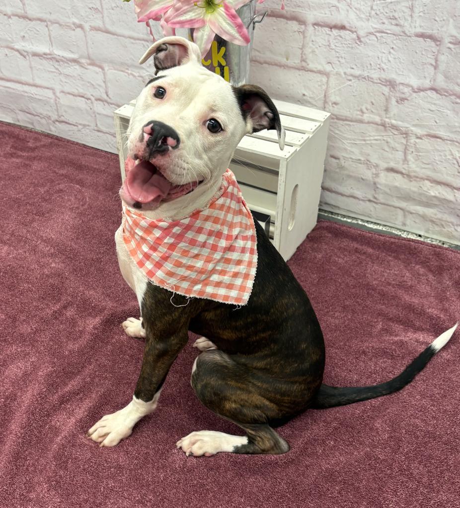 Enlarge Basan, a Adoptable mixed breed in Detroit, MI image 4/6